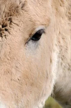 Onager closeup Stock Photos
