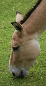 Onager - Equus hemionus Foto stock