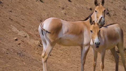 An onager persian donkey  Stock Footage 253576522