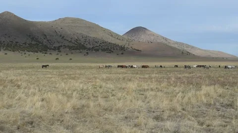 Onaqui wild mustangs walking in line Video stock 138160853
