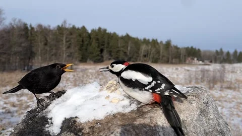 Once bird must yield to another. Stock-Footage 256151087