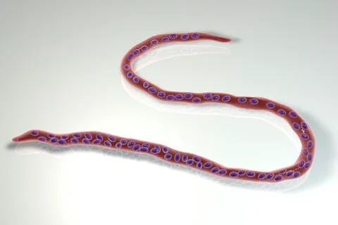 Onchocerca volvulus, a roundworm nematoda that causes onchocerciasis, river b Stock Illustration