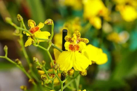 Oncidium Aloha flower Foto stock