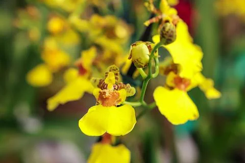 Oncidium Aloha flower Stock Photos