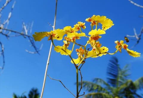 Oncidium with bee and ant Stock-Fotos