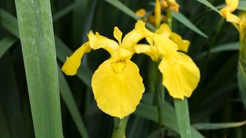 Oncidium (Dancing Lady) Foto stock
