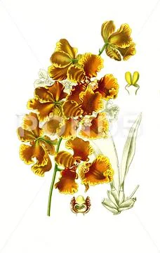 Oncidium forbesii orchid orchid historical digially restored reproduction of an Stock Illustration