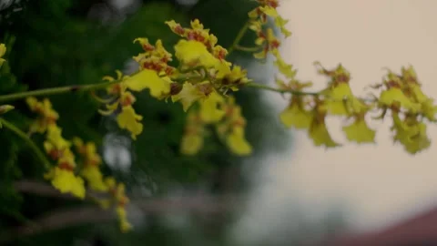 Oncidium Orchid Flower Stock Footage 294660342
