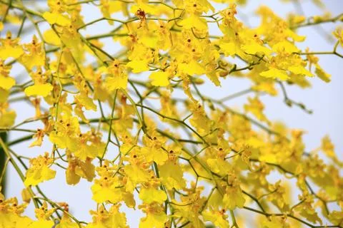 Oncidium Orchid or Dancing Lady Orchid or Golden Shower Orchid Stock Photos