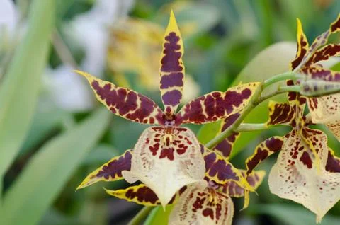 Oncidium orchid Stock Photos