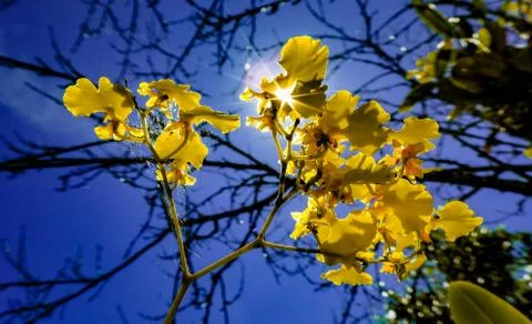 Oncidium Stock-Fotos