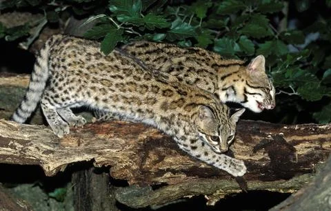 ONCILLE leopardus tigrinus Stock Photos