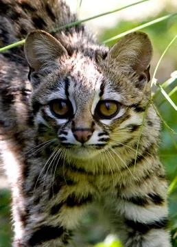 ONCILLE leopardus tigrinus Foto stock