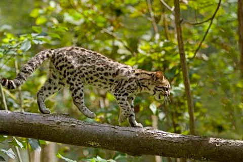 ONCILLE leopardus tigrinus Stock Photos