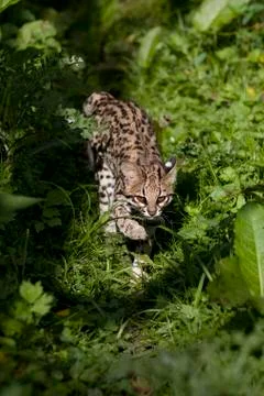 ONCILLE leopardus tigrinus Foto stock