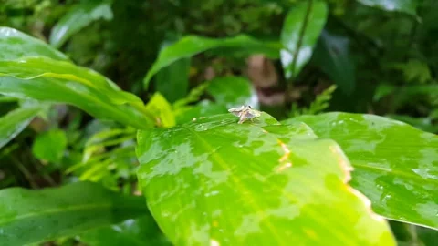 Oncometopia (leafhopper) on a leaf while opening its wings and flying. Stock Footage 289682360