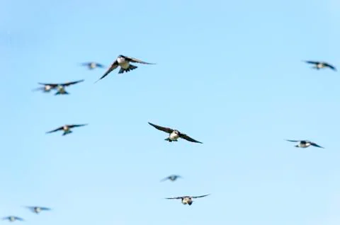 Oncoming flock of Tree Swallows Stock Photos