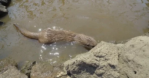 Ondatra zibethicus Stock Footage 89255698