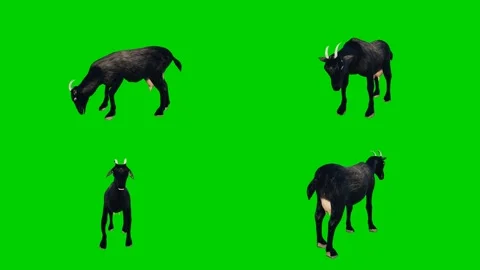 One 3D animated goat isolated on a green screen. Perfect for VFX compositing 스톡 동영상 329596147