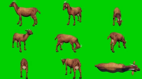 One 3D animated goat isolated on a green screen. Perfect for VFX compositing Video stock 329596160