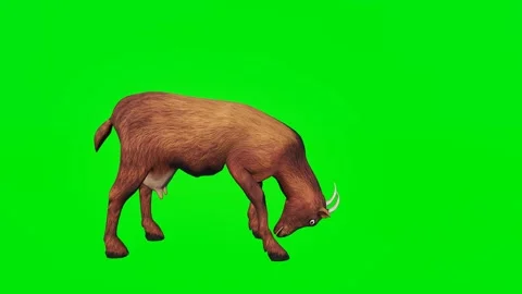 One 3D animated goats isolated on a green screen. Perfect for VFX 스톡 동영상 329596361
