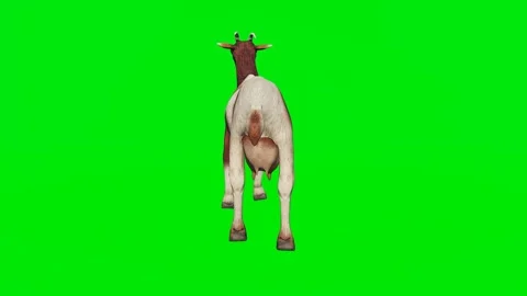 One 3D animated goats isolated on a gree... | Stock Video | Pond5