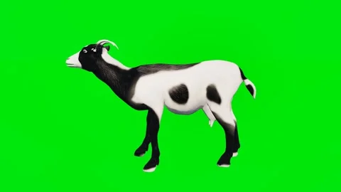 One 3D animated goats isolated on a green screen. Perfect for VFX Vídeo Stock 329596405