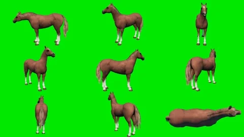 One 3D animated horse isolated on a green screen. Perfect for VFX Stockbeeldmateriaal 329596177