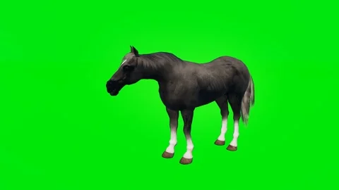 One 3D animated horse isolated on a green screen. Perfect for VFX Stock Footage 329596291