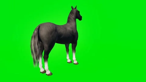 One 3D animated horse isolated on a green screen. Perfect for VFX Stock Footage 329596329
