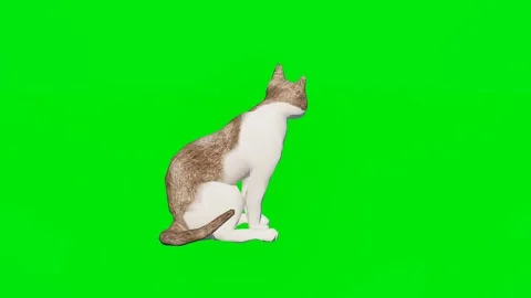One 3D animated kitty isolated on a green screen. Perfect for VFX 스톡 동영상 329596410