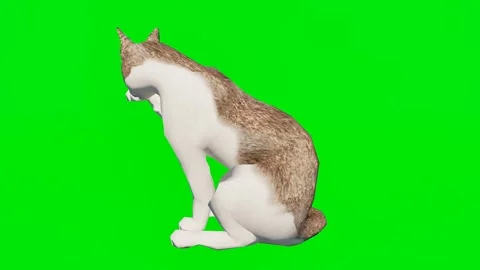 One 3D animated kitty isolated on a green screen. Perfect for VFX Stock-Footage 329596416
