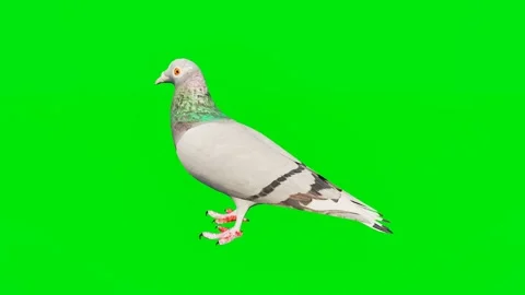One 3D animated pigeon isolated on a green screen. Perfect for VFX Stock Footage 329596685