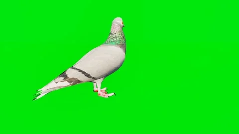 One 3D animated pigeon isolated on a green screen. Perfect for VFX Video stock 329596703