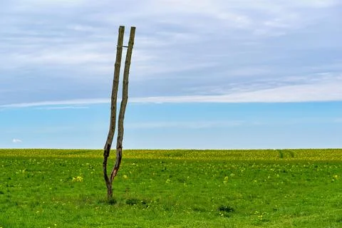 One abstract dry tree without branches and leaves Stock Photos