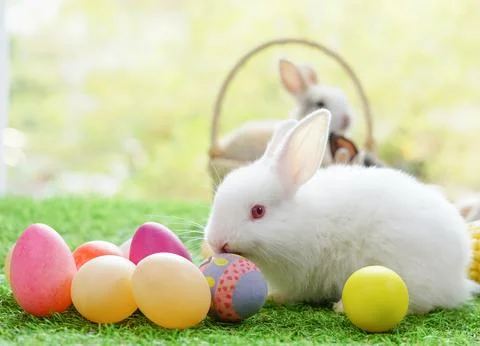 One adorable baby bunny with easter eggs, white rabbit in nature Stock Photos