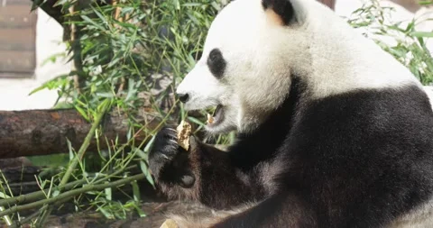 One adult giant panda bear sits on the ground holding a bamboo in his hand Stock Footage