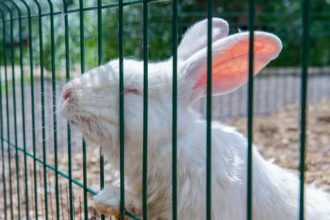 One affectionate white rabbit approaches the cage Stock Photos