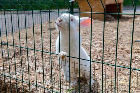 One affectionate white rabbit approaches the cage Stock Photos
