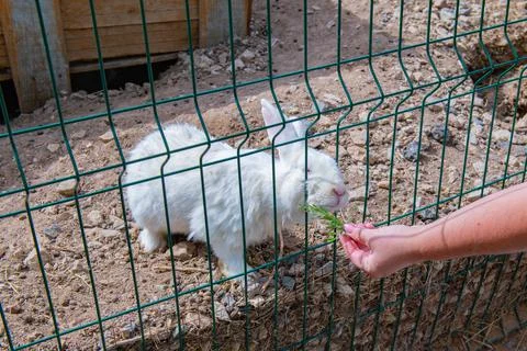 One affectionate white rabbit approaches the cage Stock Photos