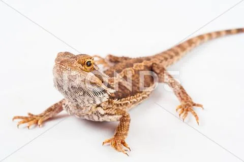 One agama bearded on the white background Stock Photos
