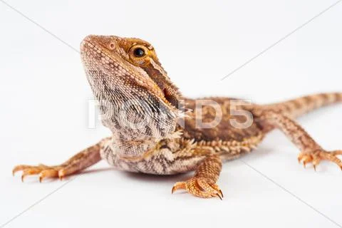 One agama bearded on the white background Stock Photos