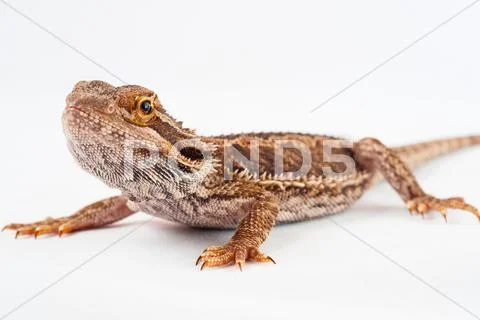 One agama bearded on the white background Stock Photos
