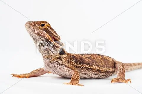 One agama bearded on the white background Stock Photos