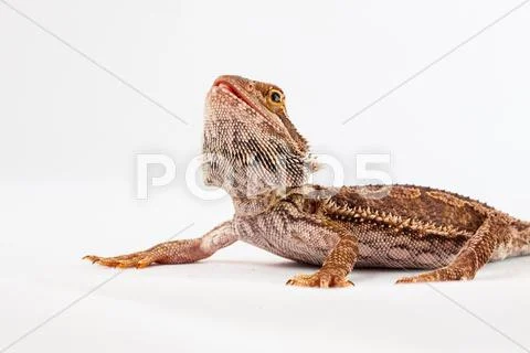 One agama bearded on the white background Stock Photos