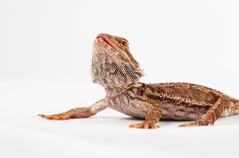 One agama bearded on the white background Stock Photos