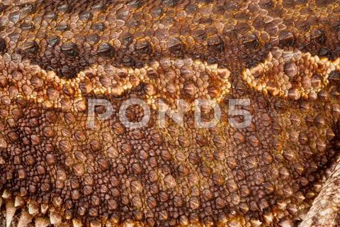 One agama bearded on the white background Stock Photos