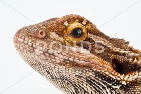 One agama bearded on the white background Stock Photos