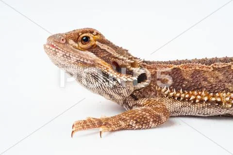 One agama bearded on the white background Stock Photos