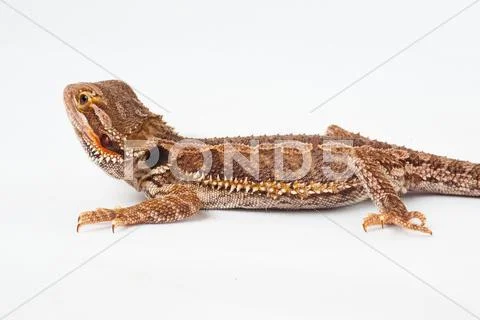 One agama bearded on the white background Stock Photos